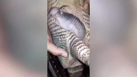 Como nascem os filhotes de tatu?