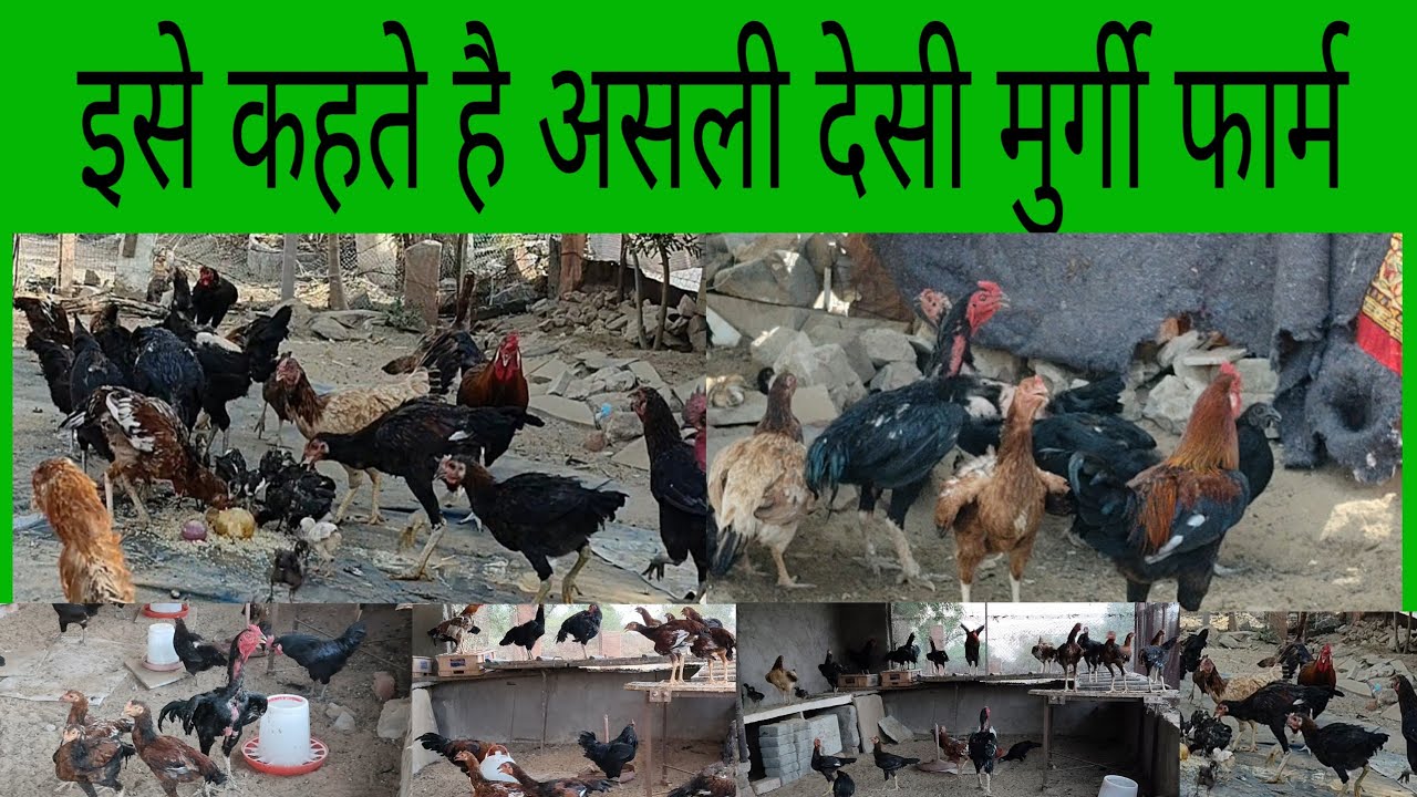 देसी मुर्गी फॉर्म फ्री रेंज || Desi Poultry Farm Business Plan 