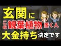 お金持ちの玄関には必ずこの観葉植物あります【風水アドバイザーがご紹介】