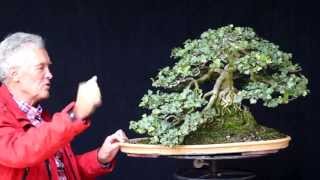 INTERNATIONAL BONSAI ACADEMY with Walter Pall 2013 - Case Study 5/Hedera "OKS"