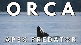 ORCA - AN APEX PREDATOR OF THE OCEAN