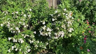 Amazing flower results on my rose of Sharon powered by Earthman soil product Massive