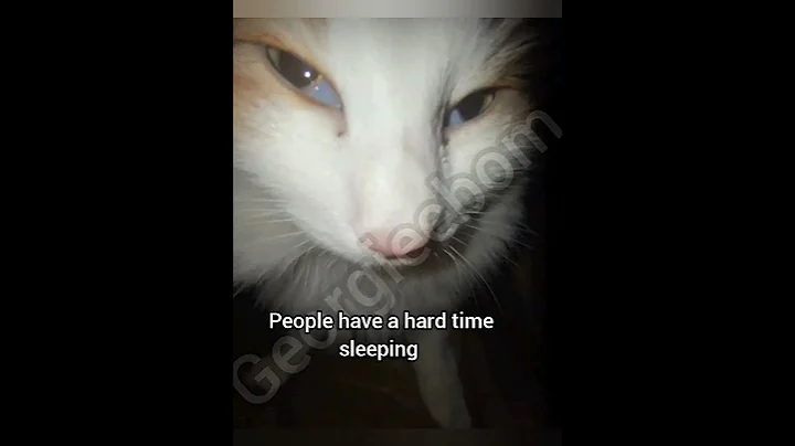 Can you? #cat #foryou #funny #fyp #meme #georgieebom