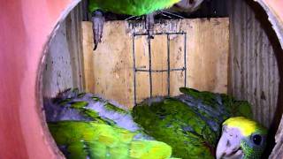 Amazon Parrots - Five Weeks Old