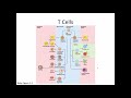 Immunology Lecture 13: T Cells and MHC