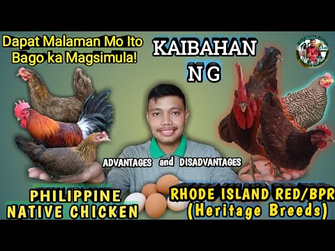 Kaibahan ng  Philippine Native Chicken at ng Rhode Island Red (Heritage Breeds)