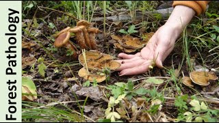 43. RPSC-ACF 2020  |  Forest Pathology screenshot 4