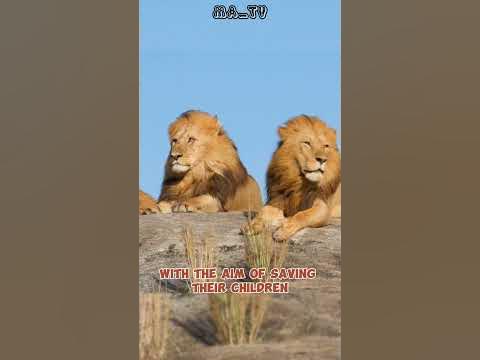 Why do lions live in groups? #shorts #lion - YouTube