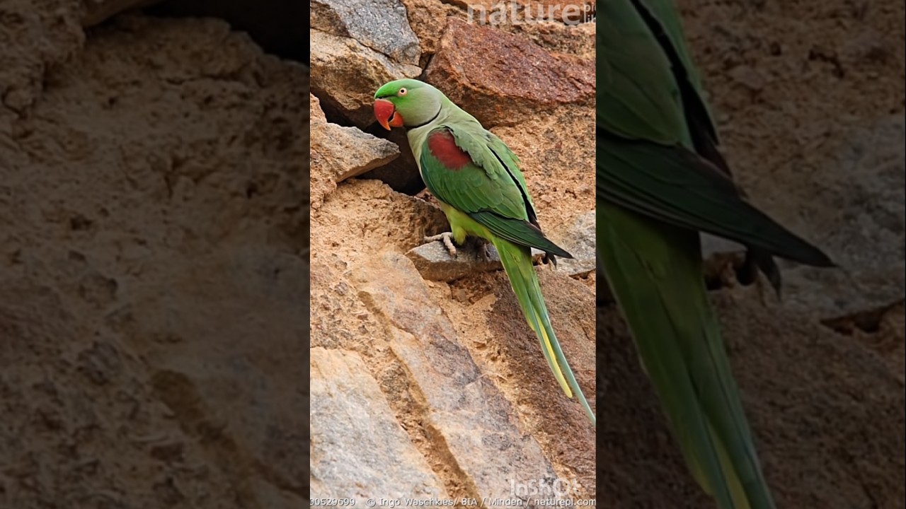 ringneck 🦜 Parrot 🦜 