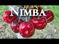 Черешня Німба. Sweet cherry Nimba.