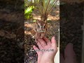 Owl core❤️😂❤️ #fyp#funny#animals#usa#owl