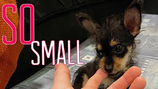 MY MALCHI AS A PUPPY (ADORABLE) by Aaron Lewis 365 views 2 years ago 1 minute, 47 seconds