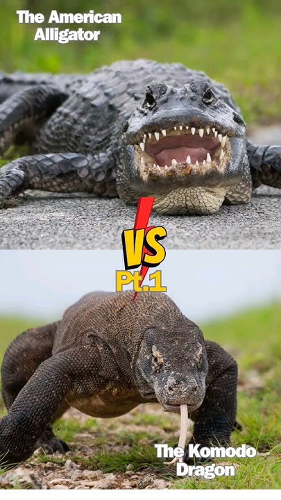 Who Wins? The American Alligator Vs. The Komodo Dragon Pt.1 #shortsfeed