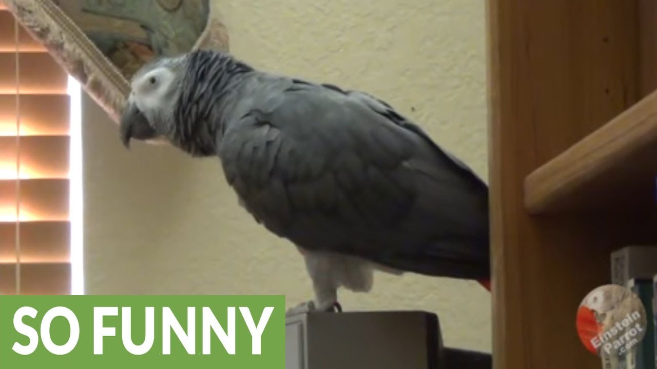 Parrot's amazing ability to reproduce various sound effects YouTube