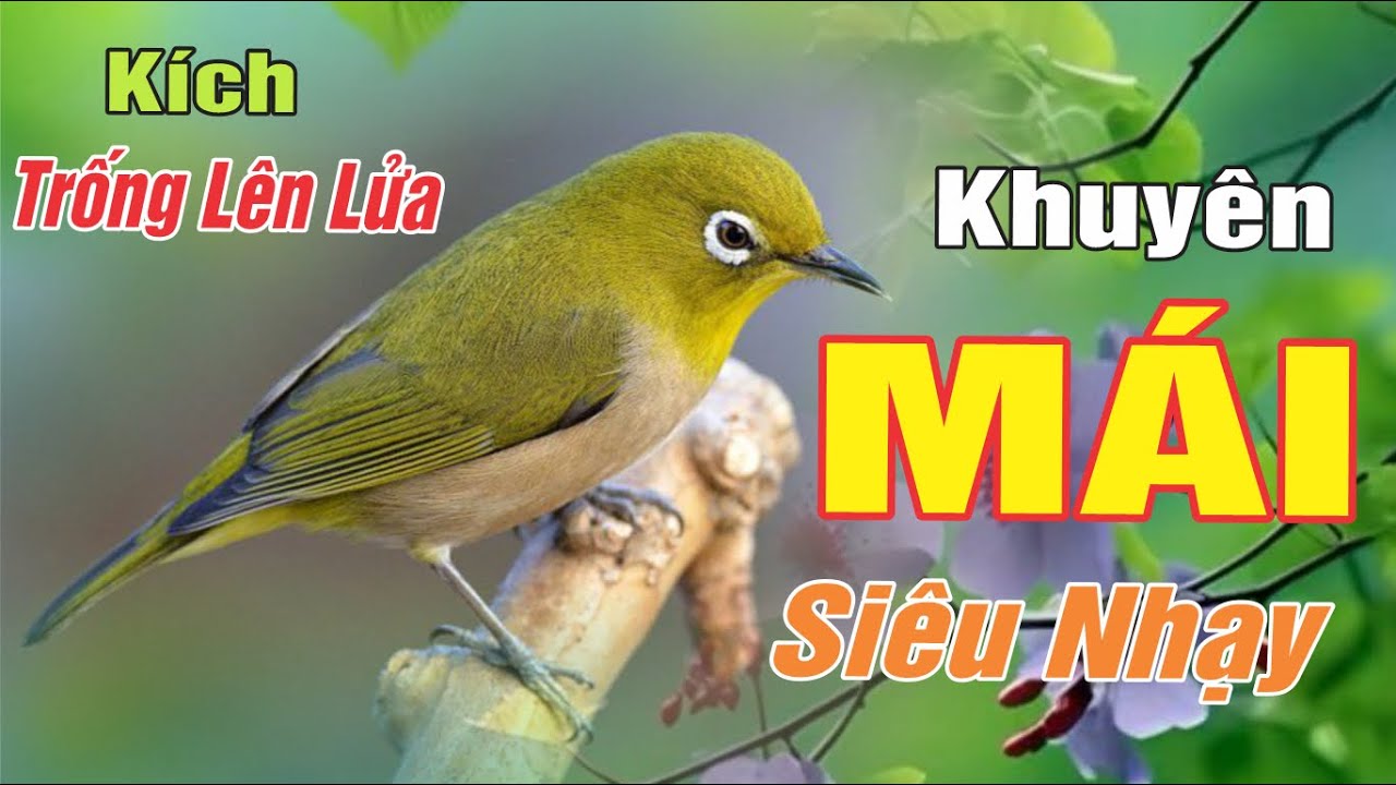 Tiếng Khuyên Mái Mùa Đông2025 Dành Cho Chim Sẵn Lực Đang Lên Cám - Dìu Lửa Chim Thi Đấu