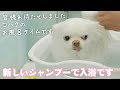 【お風呂好き】綺麗になってお風呂から上がると超ゴキゲンなチワワ犬
