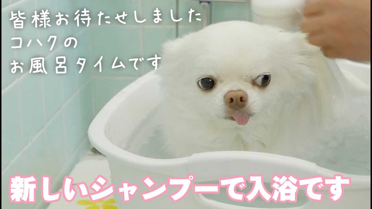 お風呂好き 綺麗になってお風呂から上がると超ゴキゲンなチワワ犬 Youtube お風呂好き 綺麗になってお風呂から上がると超ゴキゲンなチワワ犬 Youtube