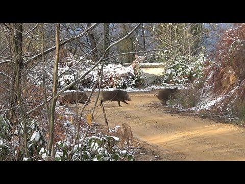 Yaban domuzu avı - Burdan kaçış yok / wild boar hunting