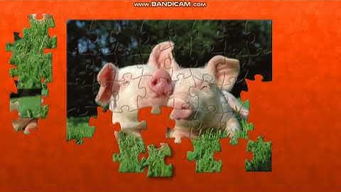 puzzle 771 Pigs.