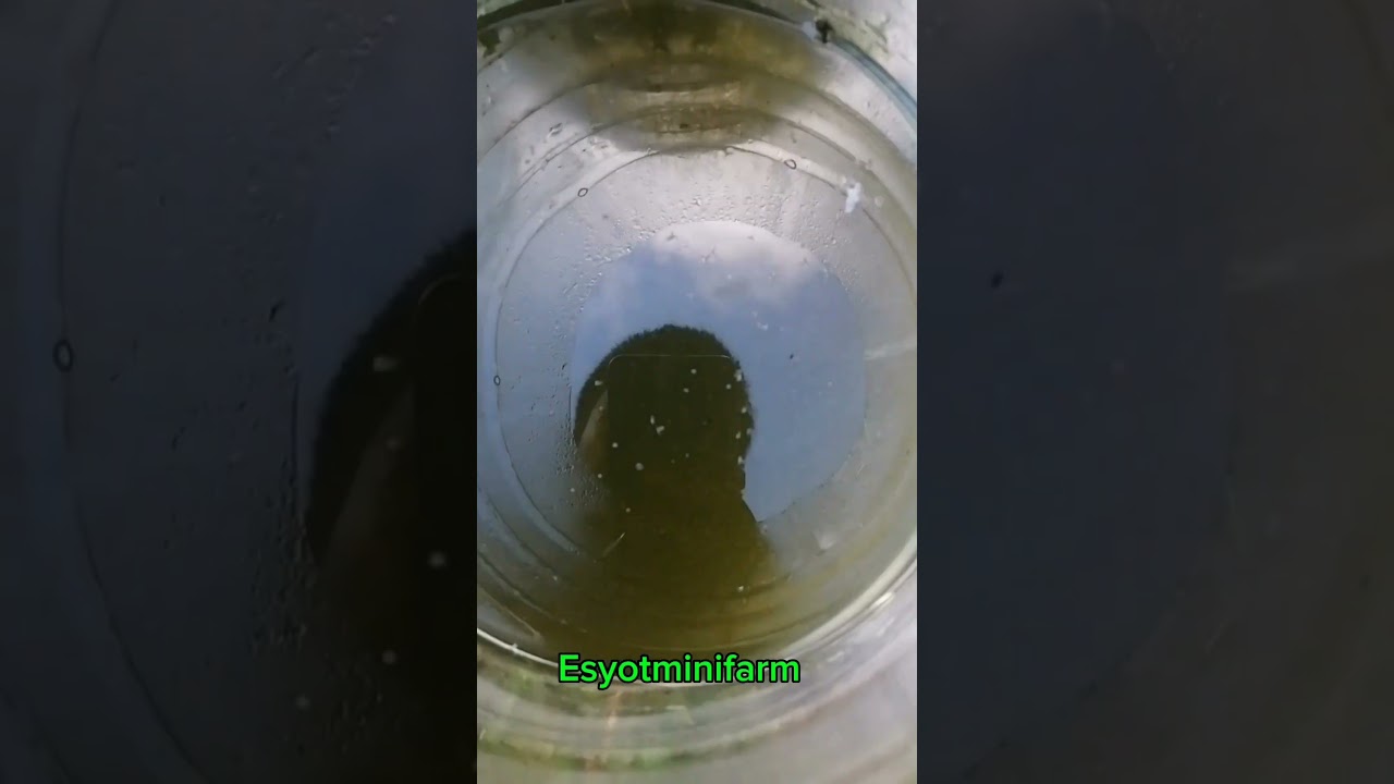 thumbnail image 2 of FRENZY Ultimate Live Food Mix - Infusoria, Daphnia, Moina, Blackworm For Shrimp & Fry 2 of 6