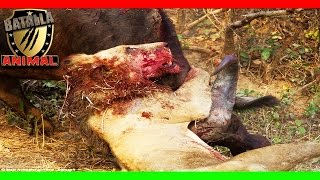 Epica batalla a muerte Leon vs buffalo | Lion vs buffalo epic | Batalla Animal 2016