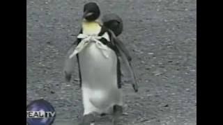 Lala Penguin Goes Shopping in Japan