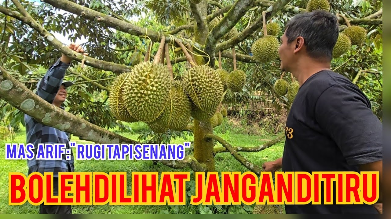 BEGINI JADINYA KALO TANAM VARITAS LOKAL, REKENING BISA JEBOL