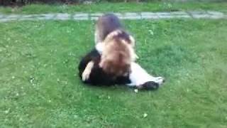 German Shepherd vs Border Collie Border Collie Vs German Shepherd Who S Smarter