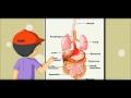 Digestive system  learning by picture  chart kides
