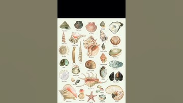 Thumbnail of Types of sea shell🐚