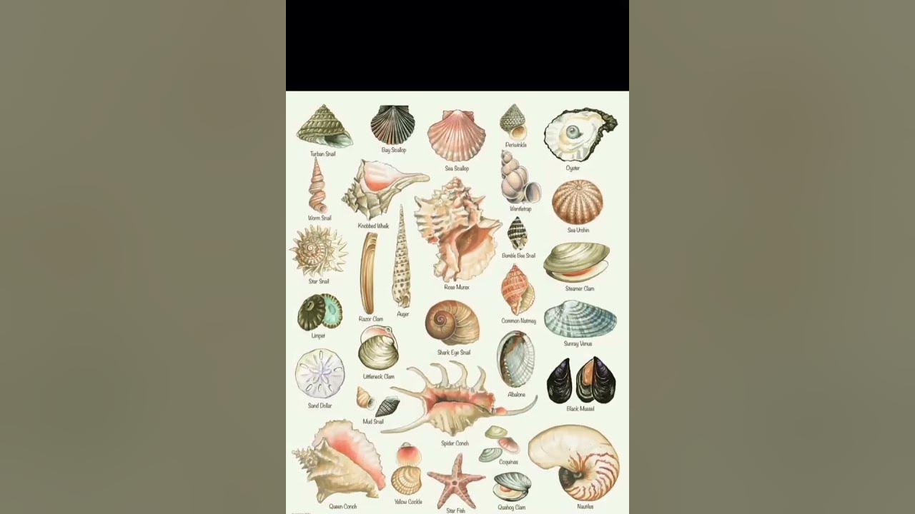 Types of sea shell🐚