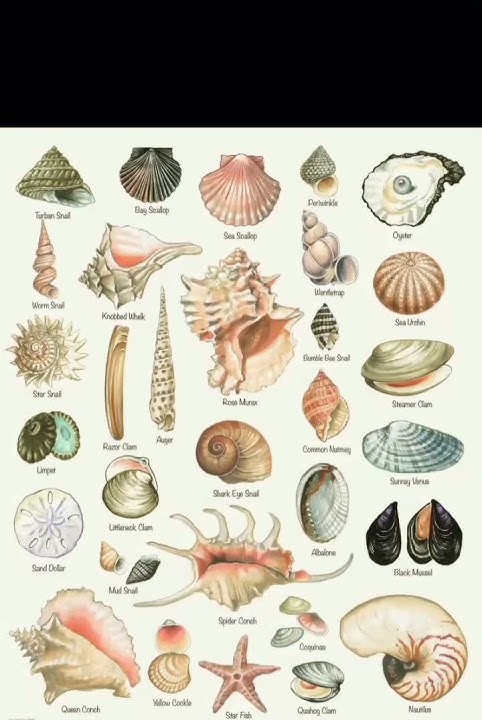 Types of sea shell🐚