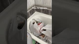 Рыбалка Астрахань Волга карась сазан жерех краснопёрка окунь #fishing #video