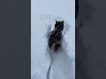 後ろ向きで帰って来るのが可愛い柴犬#犬#黒柴#可愛い#散歩#雪#雪おろし