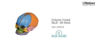 Didactic Foetal Skull 38 Week EZ4518