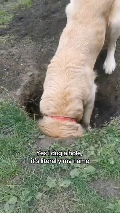 Doug, dug a hole? DUH!! #goldenretriever #puppy #dog #goldenretrieverpuppy #retreiver #dogbreed
