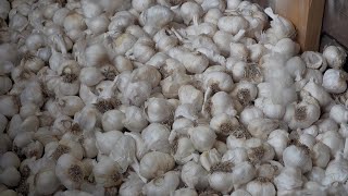 Ken christopher, whose family's christopher ranch in california is the
largest garlic grower united states, says he hopes trump
administration's n...