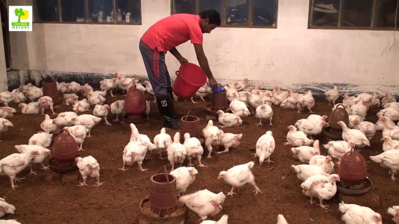 chicken poultry farming business plan pdf