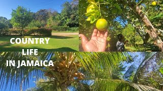 JAMAICA VLOG | Country Life In Jamaica | Feb 2021 #exhalewithme a little piece of paradise