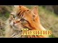 Смешное про животных|Приколы с котами| Видео про котов| Кошки|Позитив|Создай себе хорошее настроение