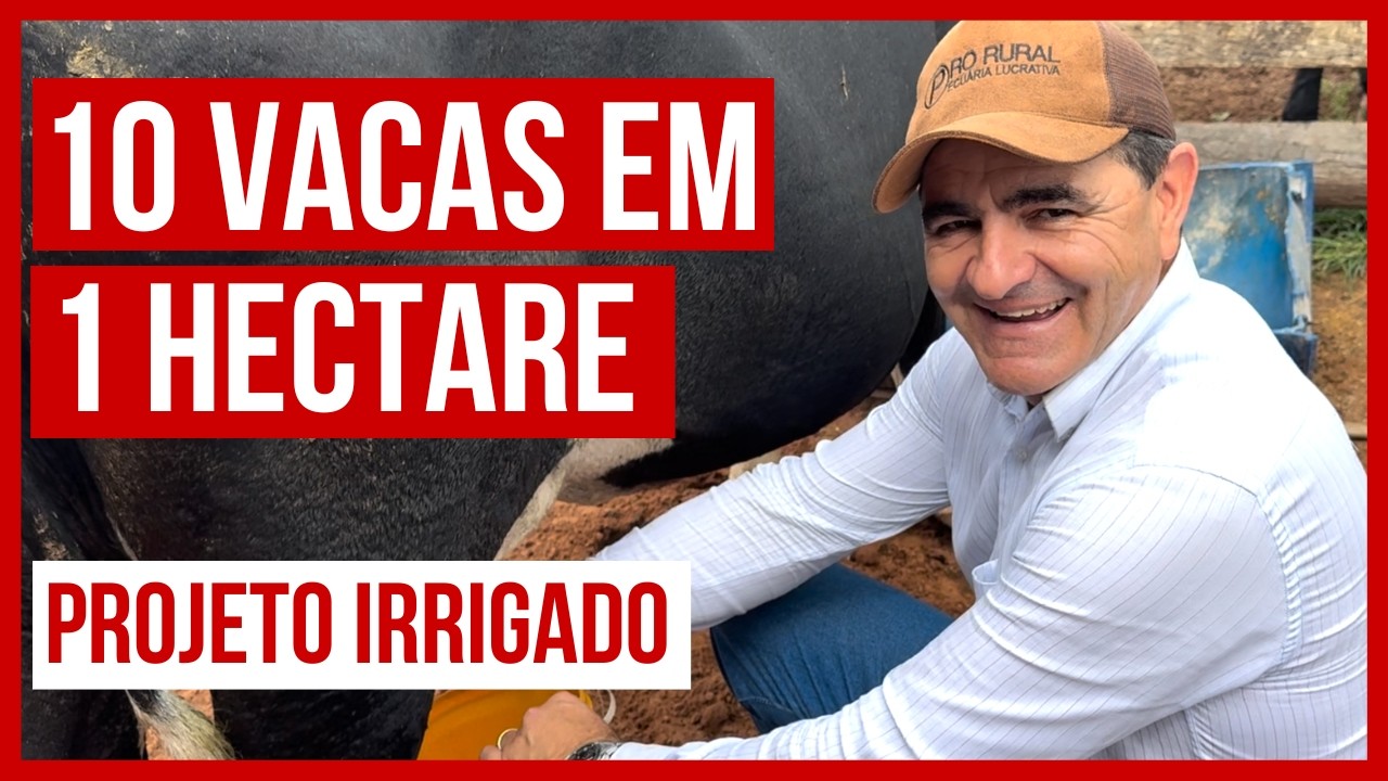 10 VACAS DE LEITE EM 1 HECTARE - PROJETO ROTACIONADO ADUBADO E IRRIGADO #parte1