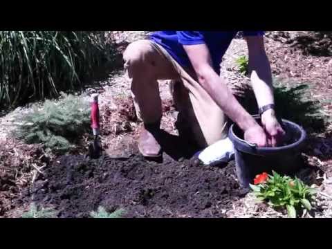 Video: Merawat Perosak Pada Tumbuhan Lily Of The Valley: Apa Yang Perlu Dilakukan Mengenai Perosak Lily Of The Valley