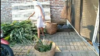 Memberi makan sapi disore hari agar tidak lapar