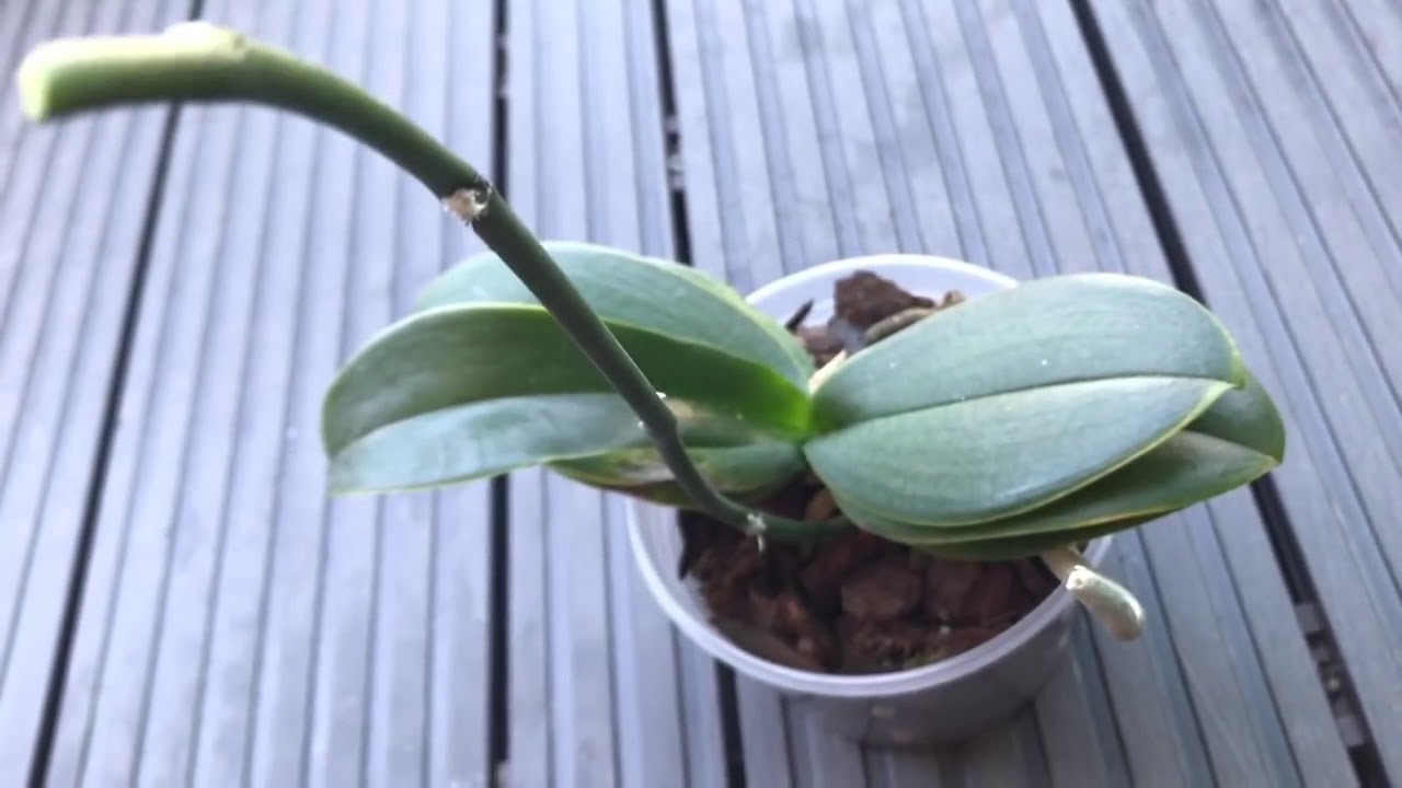 ORCHIDS PROPAGATING FROM KEIKI PASTE