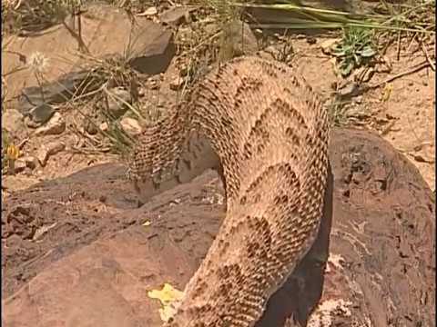 Download Reptiles et cobras dans le désert - Documentaire COMPLET