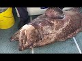 Monster Bar Cod Fish with Deep Drop Electric Fishing Reel & Whales Gold Coast