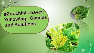 Zucchini Leaves Yellowing : Causes and Solutions