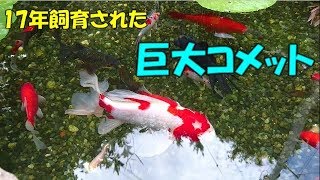 飼育１７年目、池の巨大金魚 【17 years old goldfish】