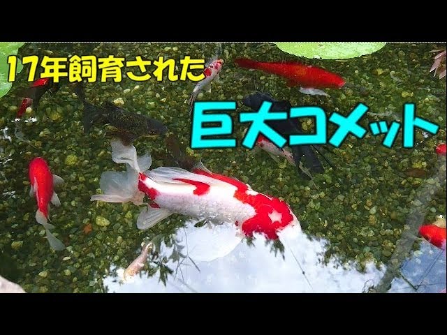 飼育１７年目 池の巨大金魚 Youtube