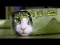 تكذيب اسطورة اختفاء القطط صباح يوم العيد الاضحي/شاهدوا الحقيقة بانفسكم ظهور القطط صباح يوم العيد